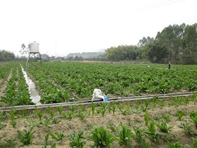 专业蔬菜种植基地